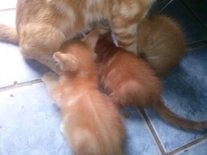 Gato raça sem raça idade 2 a 6 meses nome nina