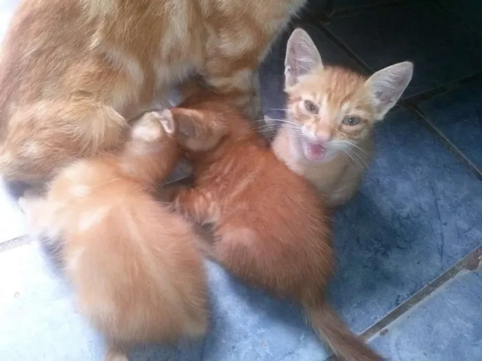 Gato raça sem raça idade 2 a 6 meses nome nina