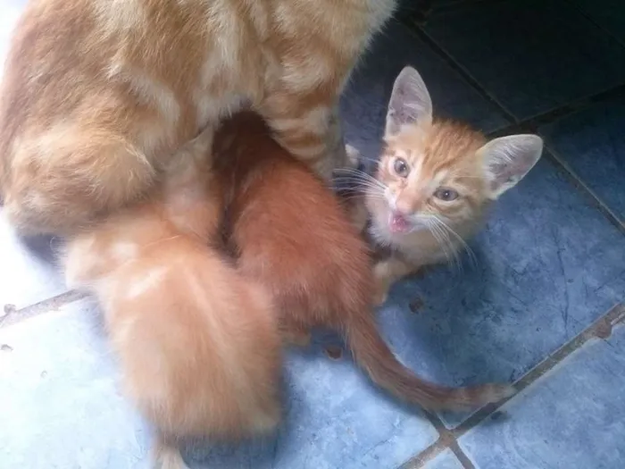 Gato raça sem raça idade 2 a 6 meses nome nina