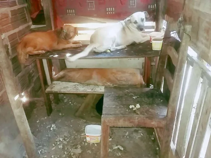 Cachorro ra a Viralata idade  nome Estrela, preta,  bra