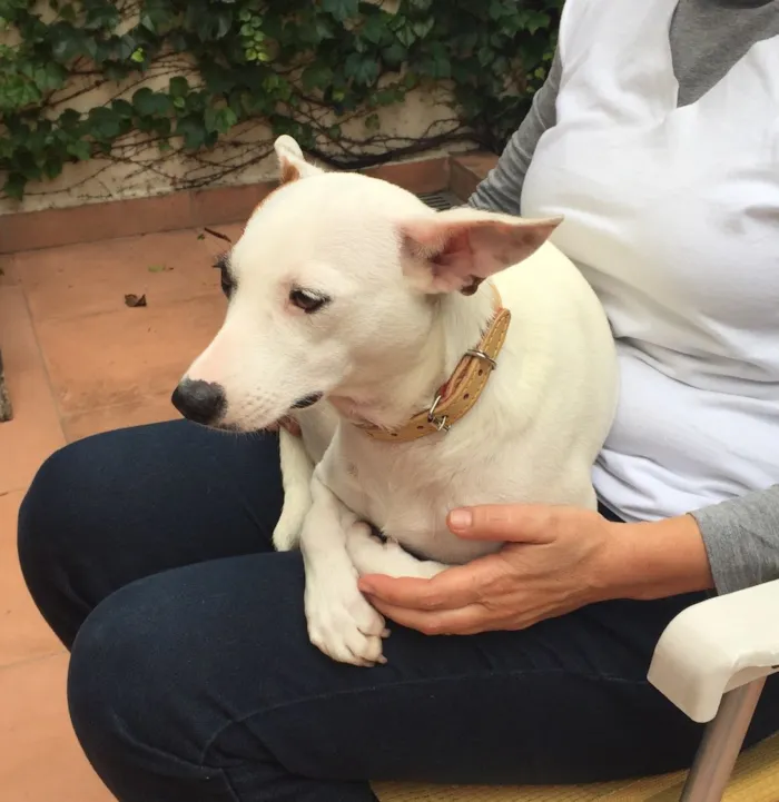 Cachorro ra a Srd idade 7 a 11 meses nome Dóris