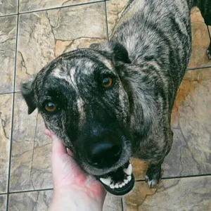 Cachorro raça SRD idade 4 anos nome Laila