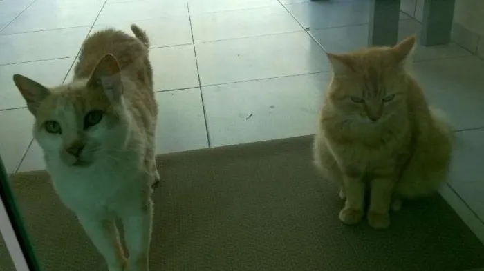 Gato ra a SRD idade 2 anos nome mimo e magali