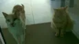 mimo e magali
