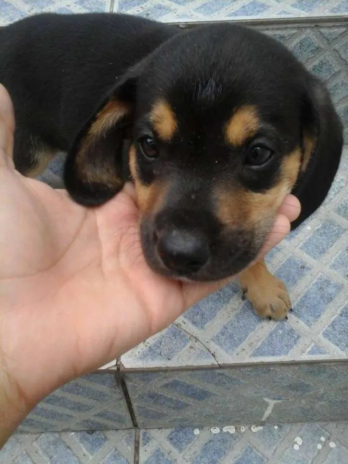 Cachorro raça vira lata idade 2 a 6 meses nome sem nome