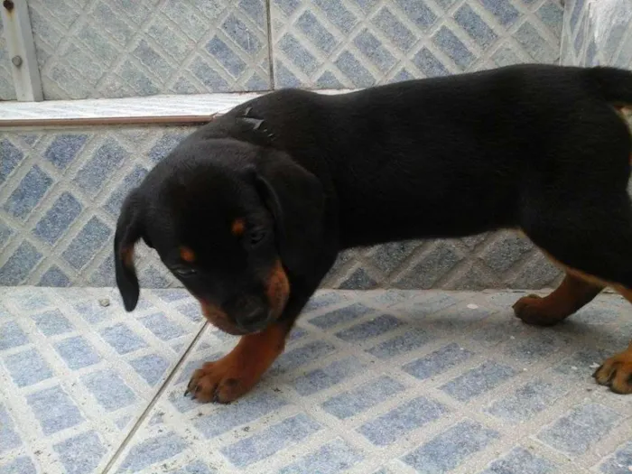 Cachorro raça vira lata idade 2 a 6 meses nome sem nome