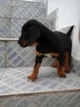 sem nome