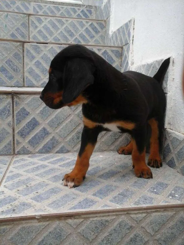 Cachorro raça vira lata idade 2 a 6 meses nome sem nome