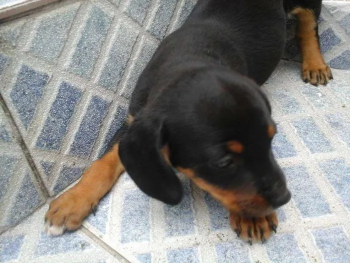 Cachorro raça vira lata idade 2 a 6 meses nome sem nome