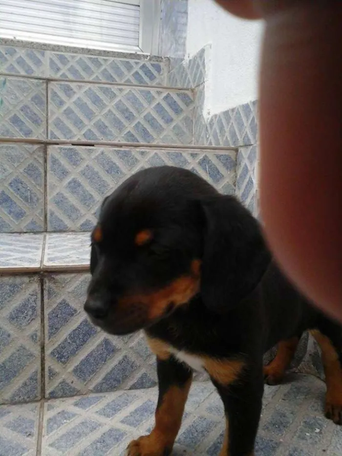 Cachorro raça vira lata idade 2 a 6 meses nome sem nome