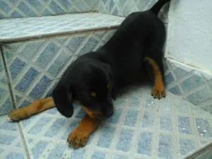 Cachorro raça vira lata idade 2 a 6 meses nome sem nome