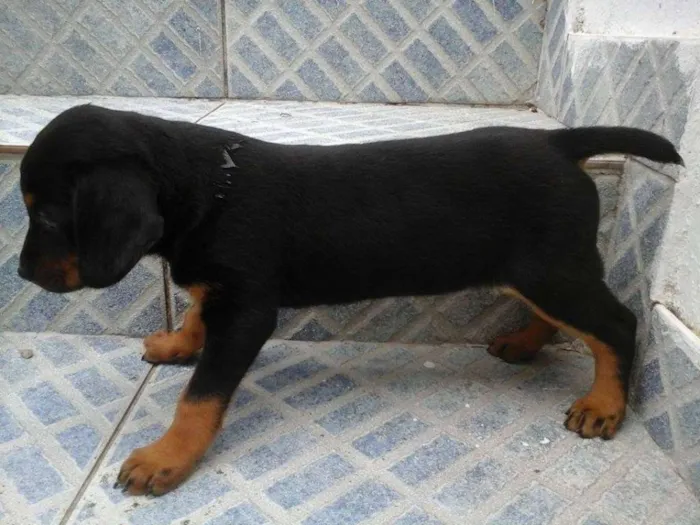 Cachorro raça vira lata idade 2 a 6 meses nome sem nome