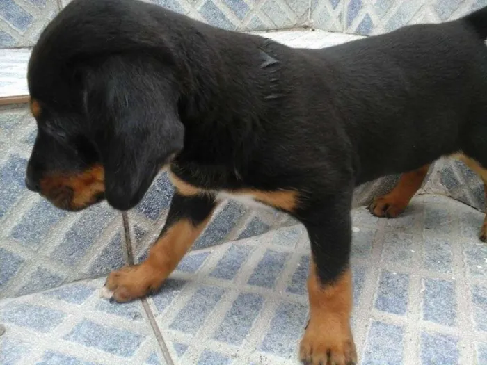 Cachorro raça vira lata idade 2 a 6 meses nome sem nome