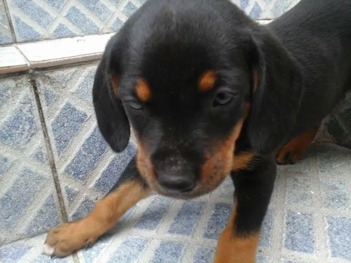Cachorro raça vira lata idade 2 a 6 meses nome sem nome