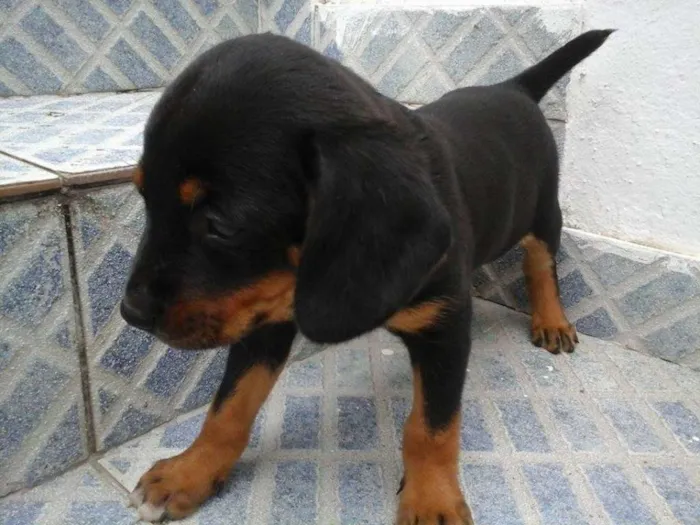 Cachorro raça vira lata idade 2 a 6 meses nome sem nome