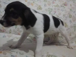 Cachorro raça vira lata idade 2 a 6 meses nome sem nome