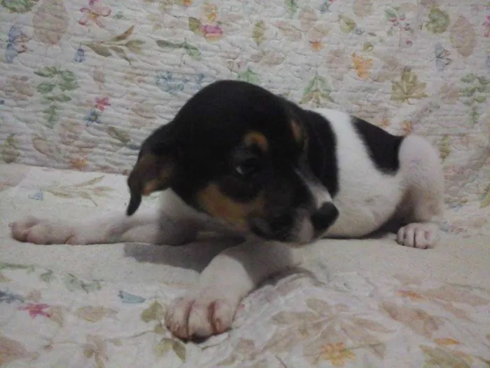 Cachorro raça vira lata idade 2 a 6 meses nome sem nome