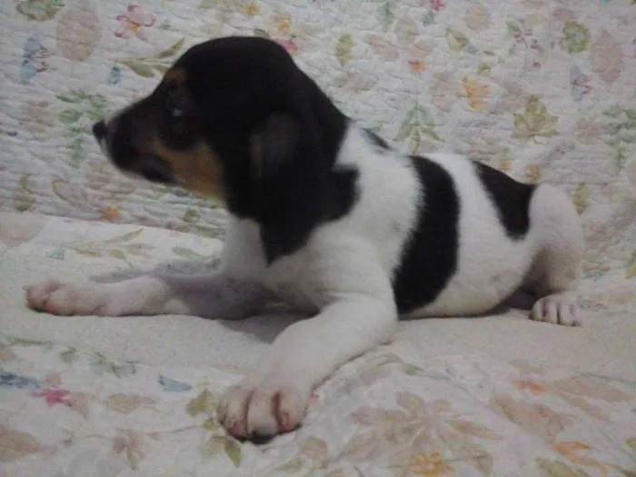 Cachorro raça vira lata idade 2 a 6 meses nome sem nome