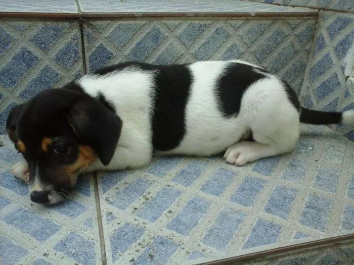 Cachorro raça vira lata idade 2 a 6 meses nome sem nome