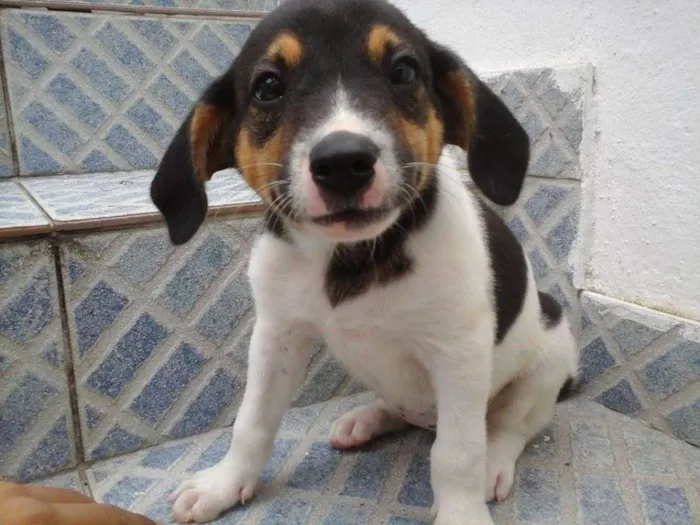 Cachorro raça vira lata idade 2 a 6 meses nome sem nome