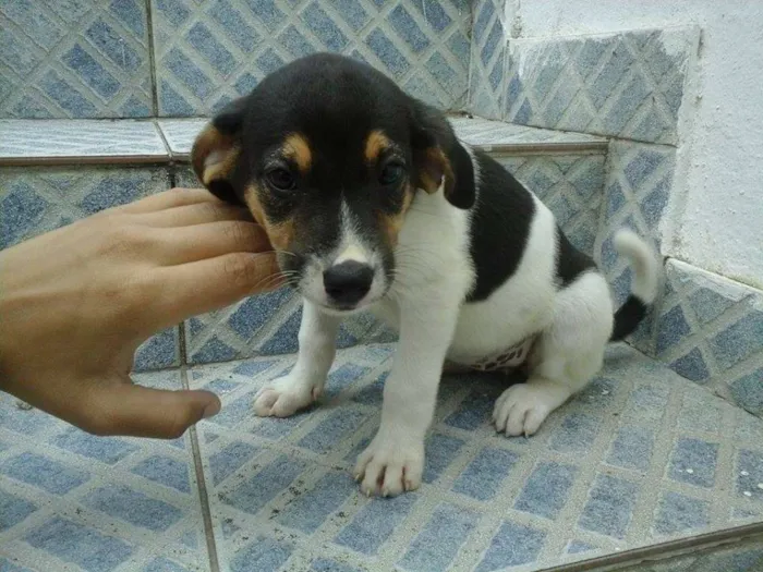 Cachorro raça vira lata idade 2 a 6 meses nome sem nome
