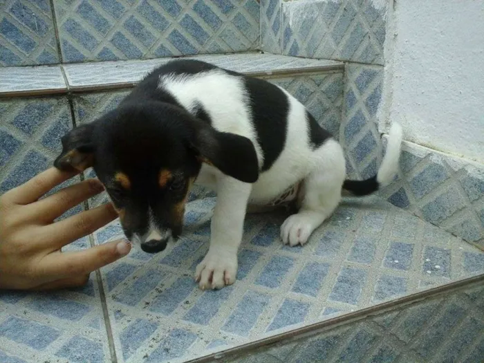 Cachorro raça vira lata idade 2 a 6 meses nome sem nome