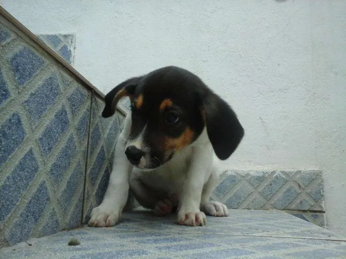 Cachorro raça vira lata idade 2 a 6 meses nome sem nome
