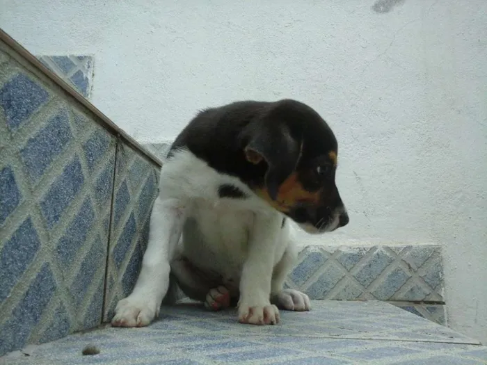 Cachorro raça vira lata idade 2 a 6 meses nome sem nome