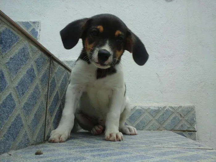 Cachorro raça vira lata idade 2 a 6 meses nome sem nome
