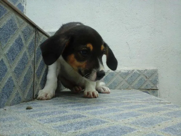 Cachorro raça vira lata idade 2 a 6 meses nome sem nome