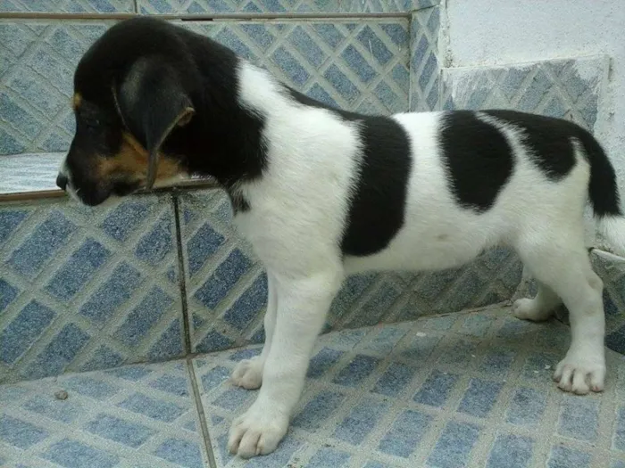 Cachorro raça vira lata idade 2 a 6 meses nome sem nome