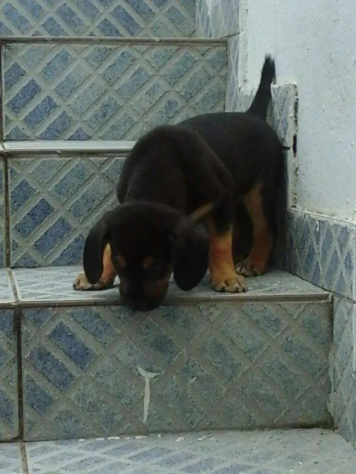 Cachorro raça vira lata idade 2 a 6 meses nome sem nome