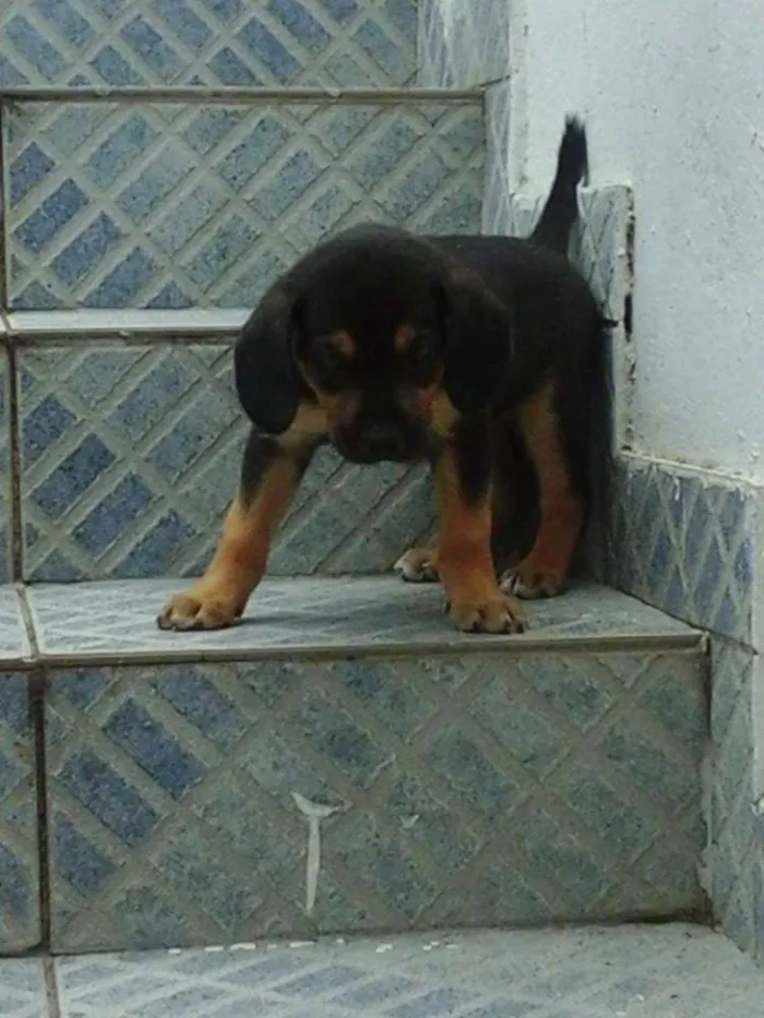 Cachorro raça vira lata idade 2 a 6 meses nome sem nome