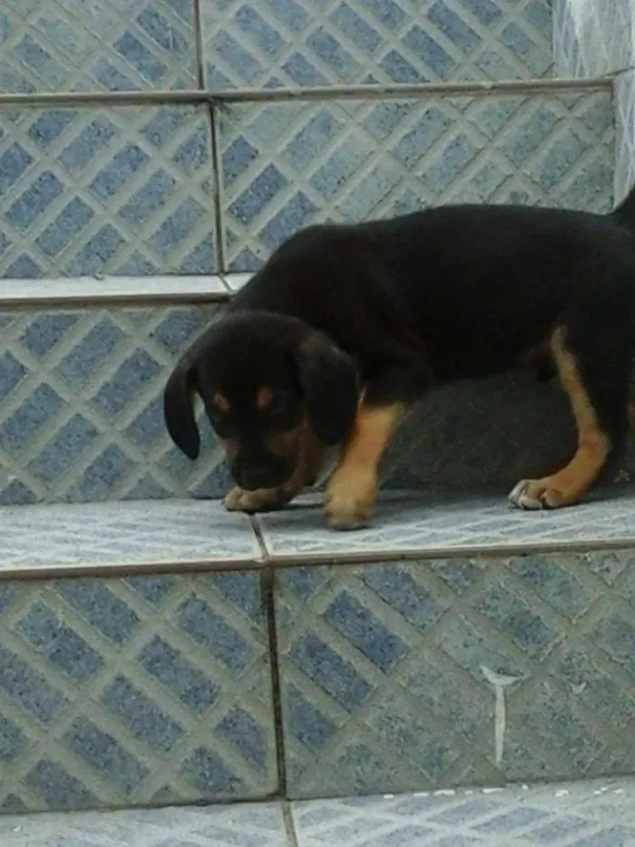 Cachorro raça vira lata idade 2 a 6 meses nome sem nome