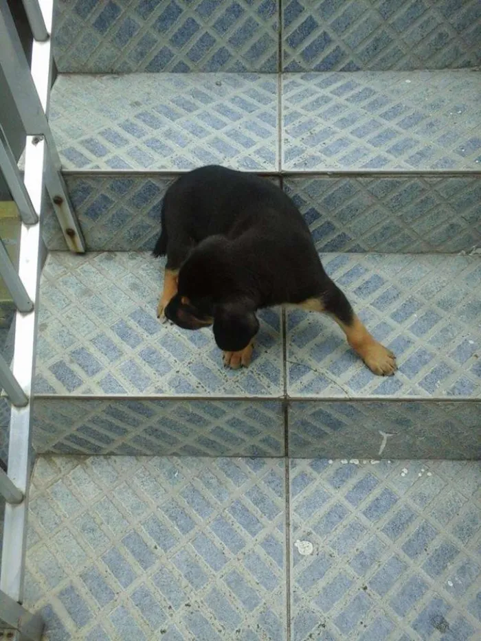 Cachorro raça vira lata idade 2 a 6 meses nome sem nome