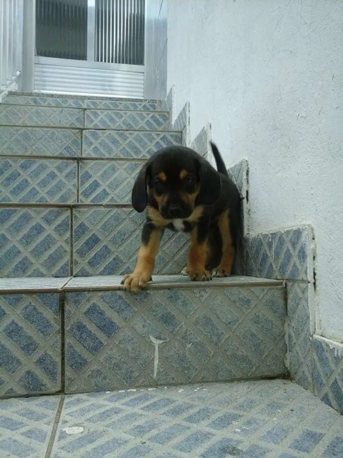 Cachorro raça vira lata idade 2 a 6 meses nome sem nome