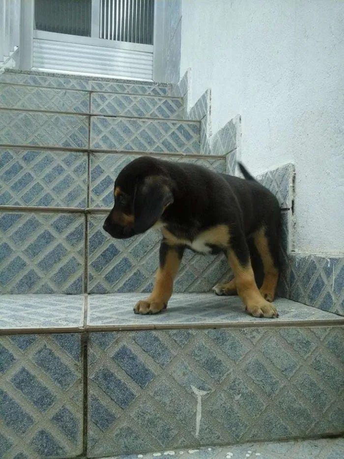 Cachorro raça vira lata idade 2 a 6 meses nome sem nome