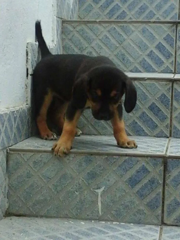 Cachorro raça vira lata idade 2 a 6 meses nome sem nome