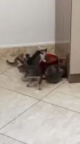 Filhotinhos de gatos