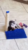 Filhotinhos de gatos