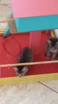 Filhotinhos de gatos