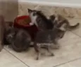 Filhotinhos de gatos