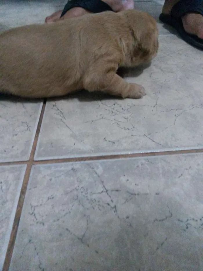 Cachorro ra a Vira amor  idade Abaixo de 2 meses nome Indefinido 