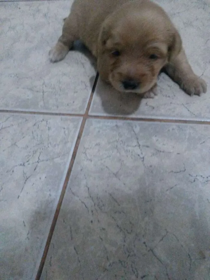Cachorro ra a Vira amor  idade Abaixo de 2 meses nome Indefinido 