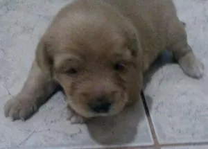 Cachorro raça Vira amor  idade Abaixo de 2 meses nome Indefinido 