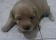 Indefinido