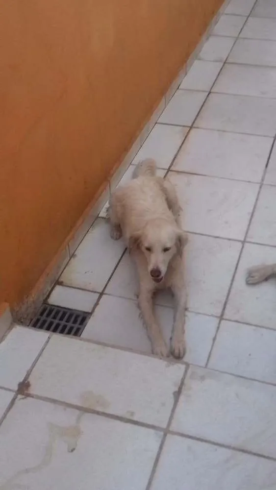 Cachorro ra a Sem raça definida idade 3 anos nome CATITA E CAPITU