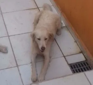 Cachorro raça Sem raça definida idade 3 anos nome CATITA E CAPITU