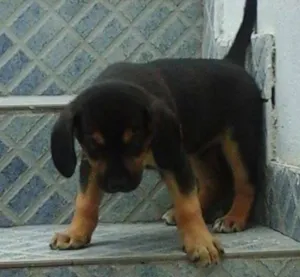 Cachorro raça vira lata idade 2 a 6 meses nome sem nome