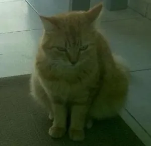 Gato raça SRD idade 2 anos nome mimo e magali